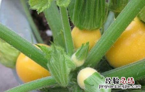 西葫芦种植时间及技术要点 西葫芦种植需要注意什么
