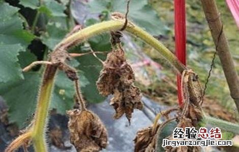 甜瓜早衰的防治 冬瓜早衰的原因及预防措施