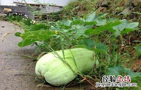 甜瓜早衰的防治 冬瓜早衰的原因及预防措施