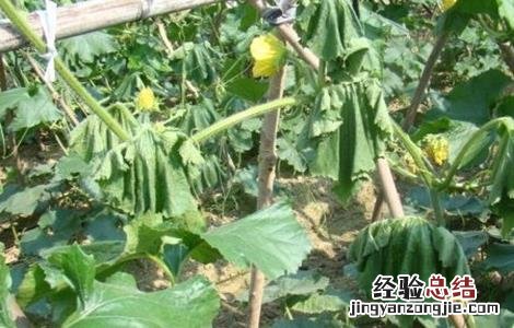 甜瓜早衰的防治 冬瓜早衰的原因及预防措施