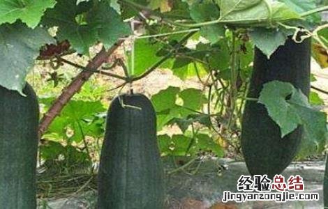 甜瓜早衰的防治 冬瓜早衰的原因及预防措施