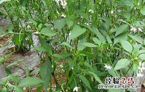 辣椒落花落果的原因及防治方法 辣椒落花落果的原因及防治方法