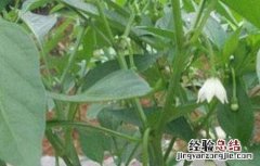 辣椒落花落果的原因及防治方法 辣椒落花落果的原因及防治方法