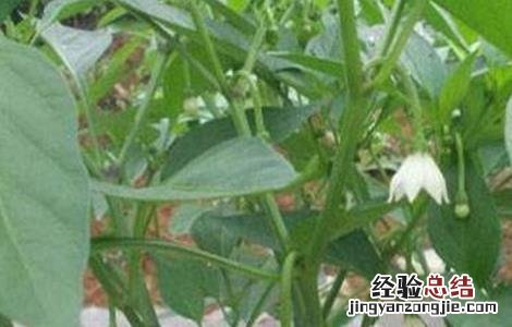 辣椒落花落果的原因及防治方法 辣椒落花落果的原因及防治方法