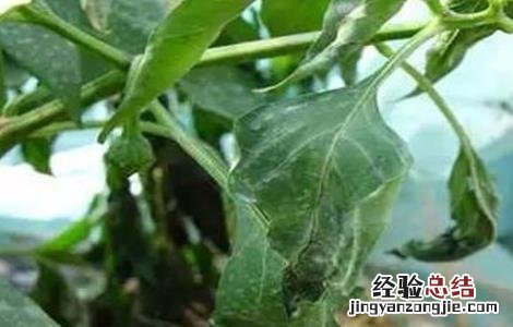辣椒落花落果的原因及防治方法 辣椒落花落果的原因及防治方法
