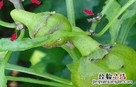 辣椒落花落果的原因及防治方法 辣椒落花落果的原因及防治方法