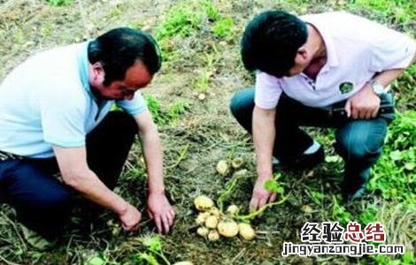 马铃薯产量低的原因及解决方法视频 马铃薯产量低的原因及解决方法