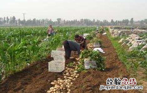 马铃薯产量低的原因及解决方法视频 马铃薯产量低的原因及解决方法