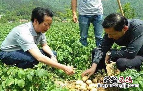 马铃薯产量低的原因及解决方法视频 马铃薯产量低的原因及解决方法