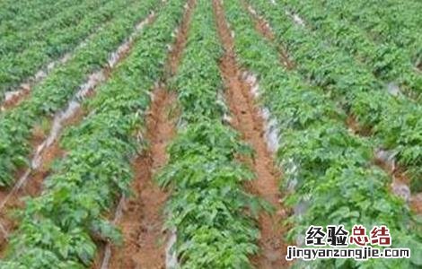 马铃薯产量低的原因及解决方法视频 马铃薯产量低的原因及解决方法