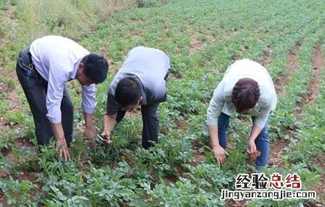 马铃薯产量低的原因及解决方法视频 马铃薯产量低的原因及解决方法