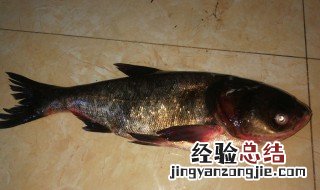 冰冻鲢鱼花怎么做才好吃 冰冻鲢鱼花怎么做才好吃呢
