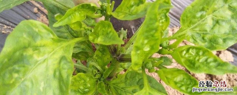 药害打什么药解 药害打什么药解磷酸二氢钾加芸苔素能解水稻药害吗