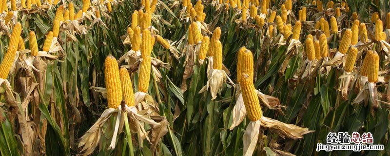青贮玉米什么时候收割产量最高 青贮玉米一年能种几茬