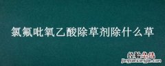 氯氟吡氧乙酸除草剂除什么草 氯氟吡氧乙酸除草剂除什么草图片