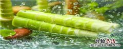 竹笋虫养殖技术视频教程 竹笋虫养殖技术