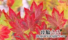枫树可以种家里吗风水好吗 枫树可以种家里吗