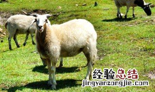 藏羊养殖技术应用 提高农牧民的增收促进乡村振兴 藏羊养殖技术