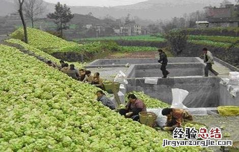 榨菜的种植管理方法 榨菜种植的田间管理