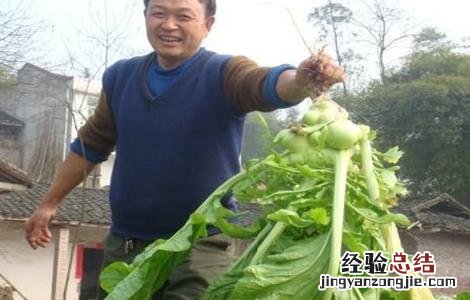 榨菜的种植管理方法 榨菜种植的田间管理