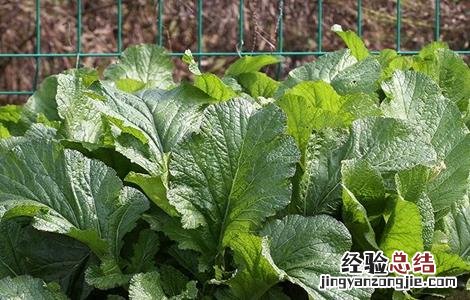 榨菜的种植管理方法 榨菜种植的田间管理