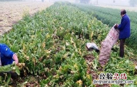 榨菜的种植管理方法 榨菜种植的田间管理