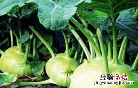 榨菜的种植管理方法 榨菜种植的田间管理