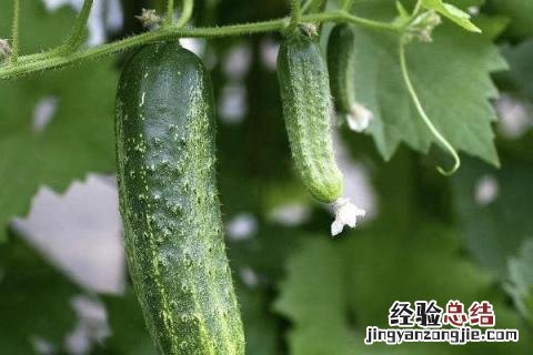黄瓜长了腻腻虫怎么办打什么药 黄瓜起腻虫用什么药