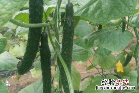 黄瓜长了腻腻虫怎么办打什么药 黄瓜起腻虫用什么药