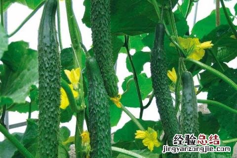 黄瓜长了腻腻虫怎么办打什么药 黄瓜起腻虫用什么药