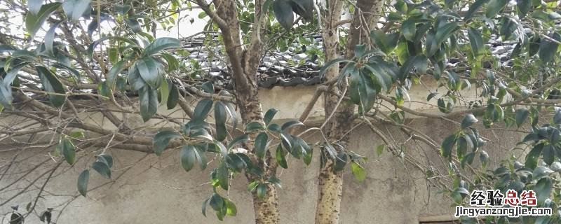 农村自家种的树可以砍掉吗 自家种的树可以砍掉吗