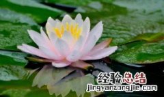 关于描写莲花的诗句 关于描写莲花的诗句唯美