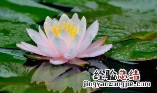 关于描写莲花的诗句 关于描写莲花的诗句唯美