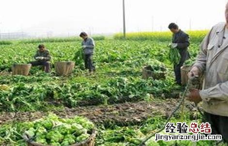 榨菜的栽培方法 榨菜的栽培技术