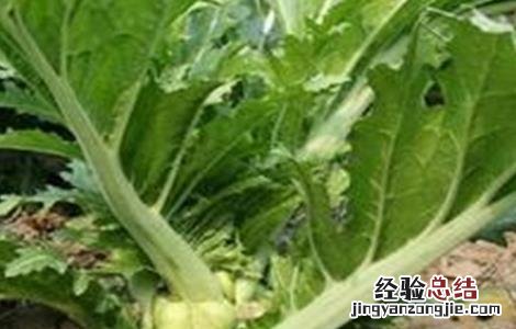榨菜的栽培方法 榨菜的栽培技术