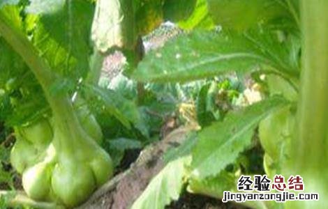 榨菜的栽培方法 榨菜的栽培技术