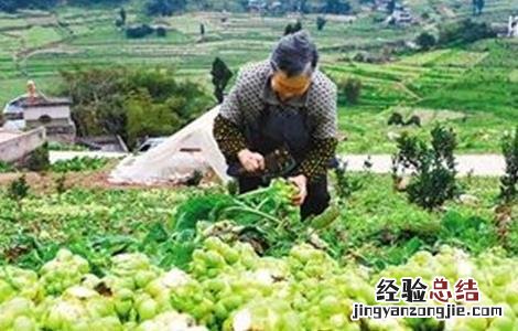榨菜的栽培方法 榨菜的栽培技术