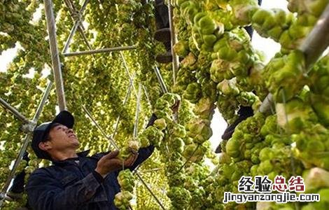 榨菜如何种植才会高产 榨菜怎么种植高产