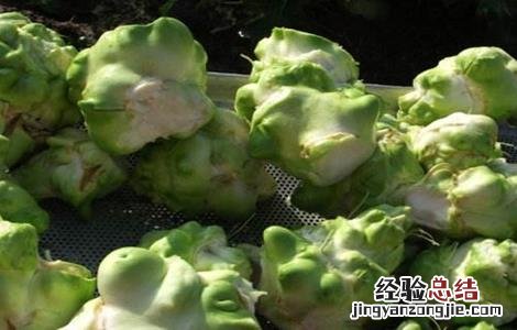 榨菜如何种植才会高产 榨菜怎么种植高产