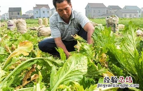 榨菜如何种植才会高产 榨菜怎么种植高产