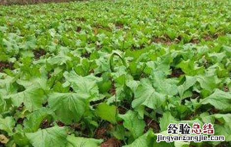 榨菜如何种植才会高产 榨菜怎么种植高产