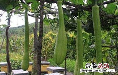 砍瓜种植的注意事项 砍瓜怎么种植 怎么管理