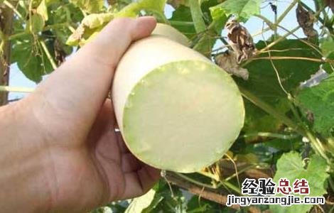 砍瓜种植的注意事项 砍瓜怎么种植 怎么管理