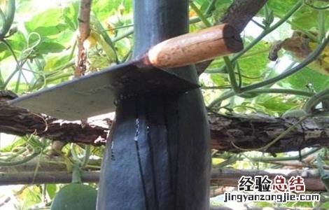砍瓜种植的注意事项 砍瓜怎么种植 怎么管理