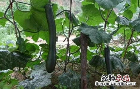 砍瓜种植的注意事项 砍瓜怎么种植 怎么管理