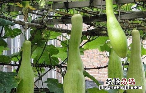 砍瓜种植的注意事项 砍瓜怎么种植 怎么管理