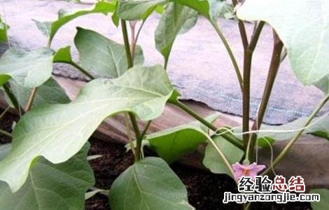 茄子落花落果怎么防治 茄子落花如何防治
