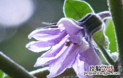茄子落花落果怎么防治 茄子落花如何防治