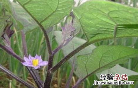 茄子落花落果怎么防治 茄子落花如何防治