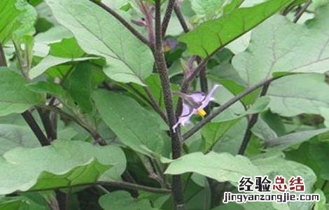 茄子落花落果怎么防治 茄子落花如何防治